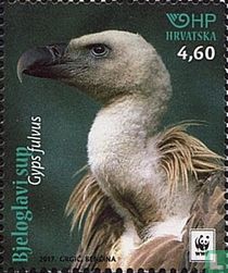 Griffon Vulture