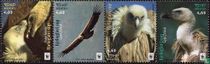 Griffon Vulture