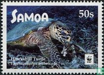Sea turtles