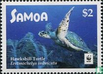 Sea turtles