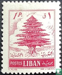 Cedar of Lebanon 