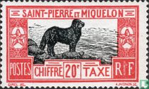 Newfoundland dog