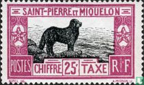Newfoundland dog 