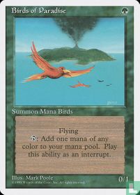 Birds of Paradise