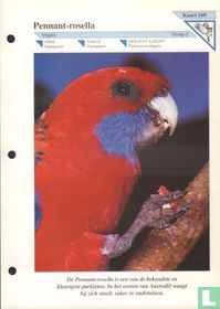 Pennant-rosella