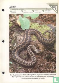 Adder