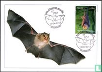 Bats