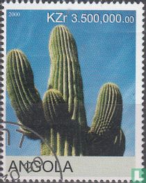 Cacti for sale