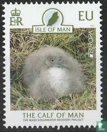Northern Shearwater Recovery Project