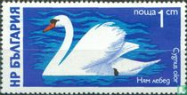 Water Birds