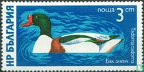 Water Birds