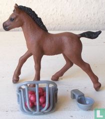 Arabian foal 
