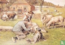 Schapen scheren