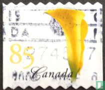 calla jaune