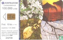 Calendar 2007