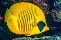 Vissen: Gele koraalvlinder telefoonkaarten catalogus