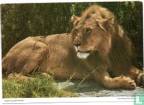 The African Lion