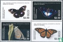 Papillons 