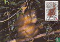 Orang-utan