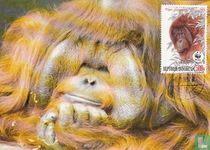 Orang-utan