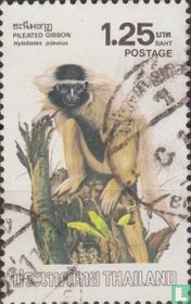 Singes