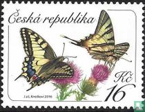 Old World swallowtail