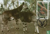 Okapi