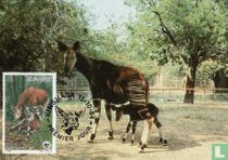 Okapi