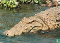 Crocodile