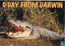 G'Day from Darwin