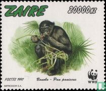 Bonobo