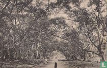 Waringinlaan Buitenzorg
