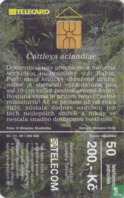 Cattleya aclandiae