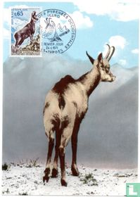 Isard - Nom du chamois dans les Pyrénées
