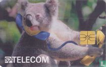 Medvídek koala
