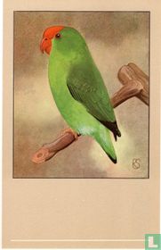 Abbesijnsche agapornis / Agapornis tarenta / Bergpapagei / Abyssinian Love-Bird / Agapornis taranta