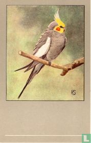Valkparkiet / Perruche calopsitte / Nymphensittich / Cockatiel / Leptolophus hollandicus
