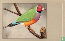 Roodkop Gould-amandine / Diamant de Gould à tête rouge / Rotköpfige Gouldsamandine / Redheaded Gouldian Finch / Amanina erythrocephala