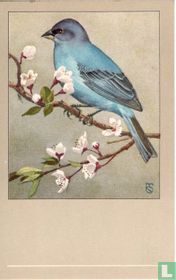 Indigovink / Ministre / Indigofink / Indigo Finch / Passerina cyanea