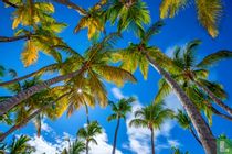 Bomen: Palmbomen telefoonkaarten catalogus