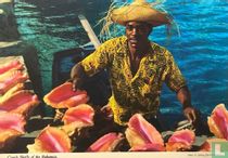 Conch shells