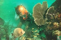 Gray angelfish
