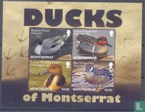Ducks