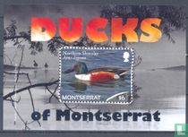 Ducks