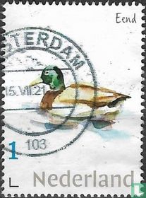Duck