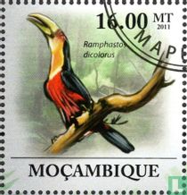 Toucan