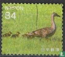 Old and young duck