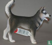 Husky