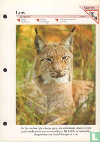 Lynx