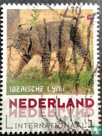 Iberian lynx